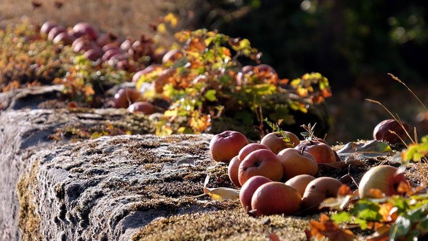 Äpfel, Sonne und bunte Blätter: So schön ist der Herbst im Landkreis Erlangen-Höchstadt