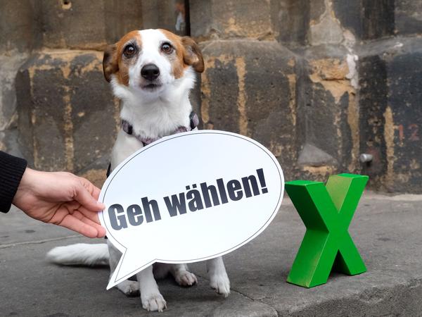 Also wenn er könnte - dieser knuffige Kerl würde auf jeden Fall wählen gehen. Also wenn er könnte - dieser knuffige Kerl würde auf jeden Fall wählen gehen.