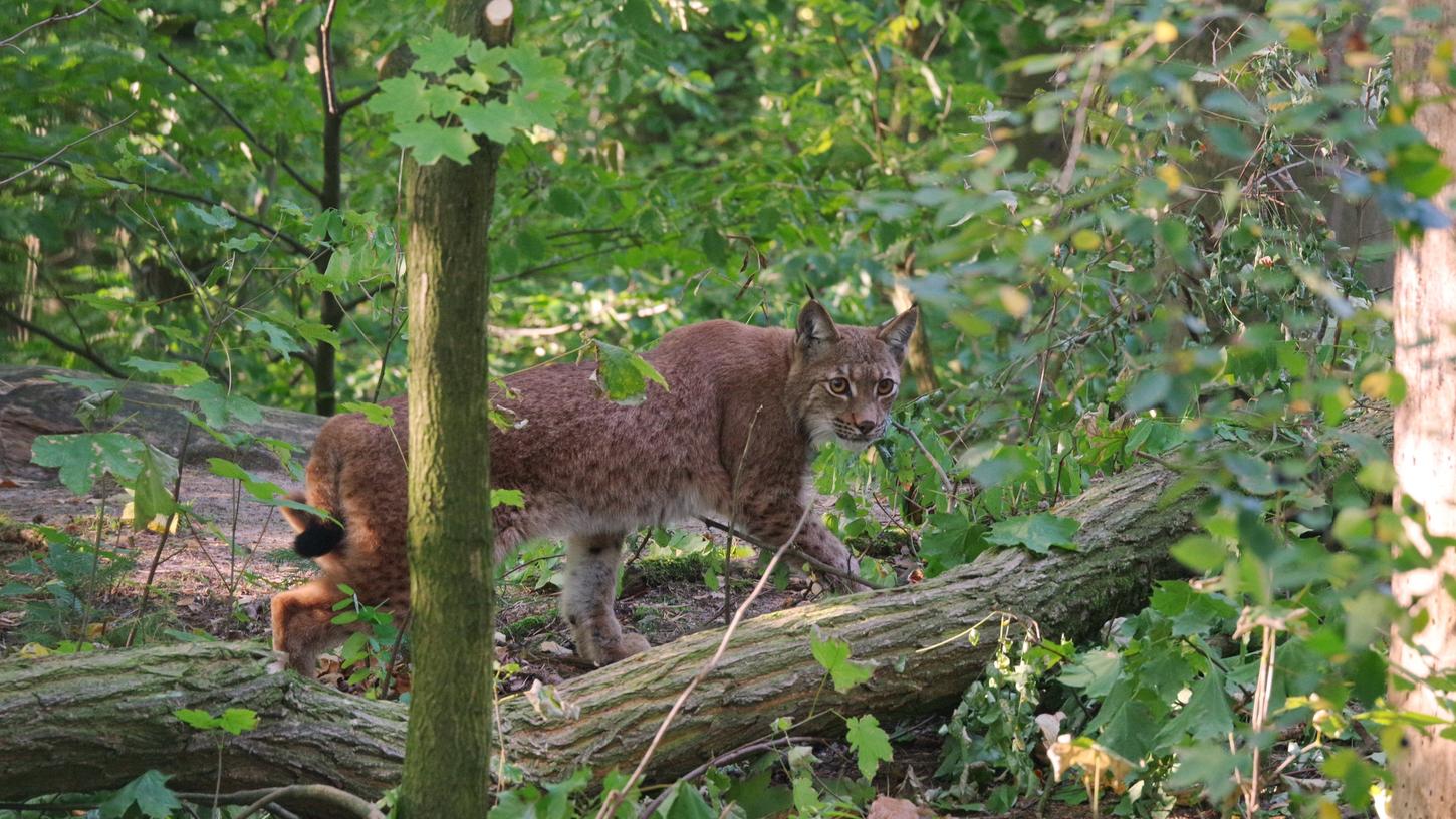 Tiergarten Nürnberg: Luchse erkunden ihr neues Zuhause