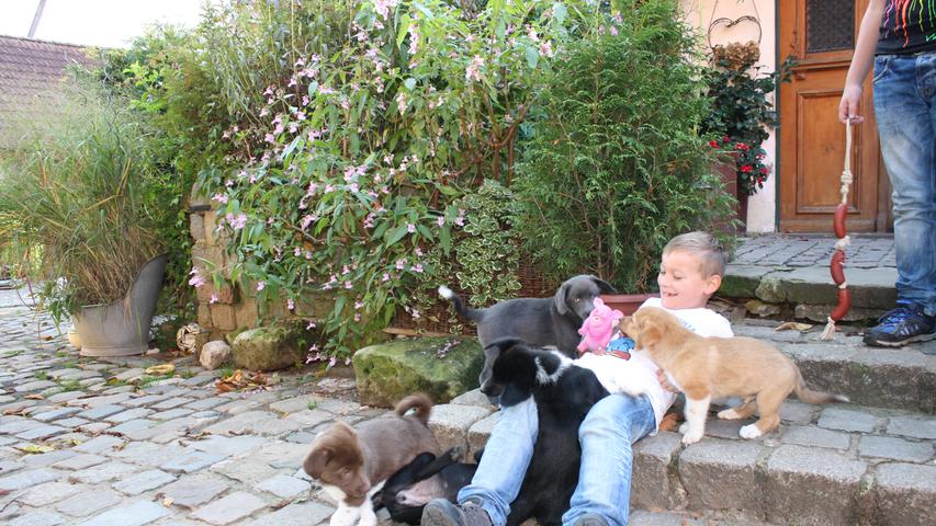 Als sie größer sind, tollen die Hunde mit ihren neuen Familien über den Hof.