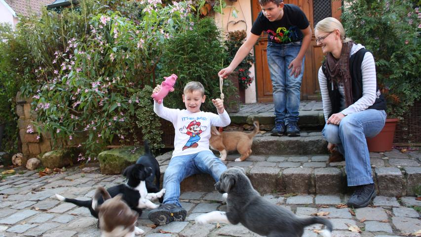 Trauriger Fund an der A3: Verwaiste Hundewelpen 