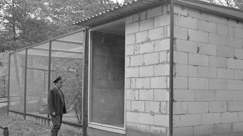 In einer Voliere mit angebautem Innenraum (links) soll die Waldrappen-Zucht zum Winteranfang im Nürnberger Tiergarten beginnen. Hier geht es zum Kalenderblatt vom 20. Oktober 1968: Griesgrämige Kamele