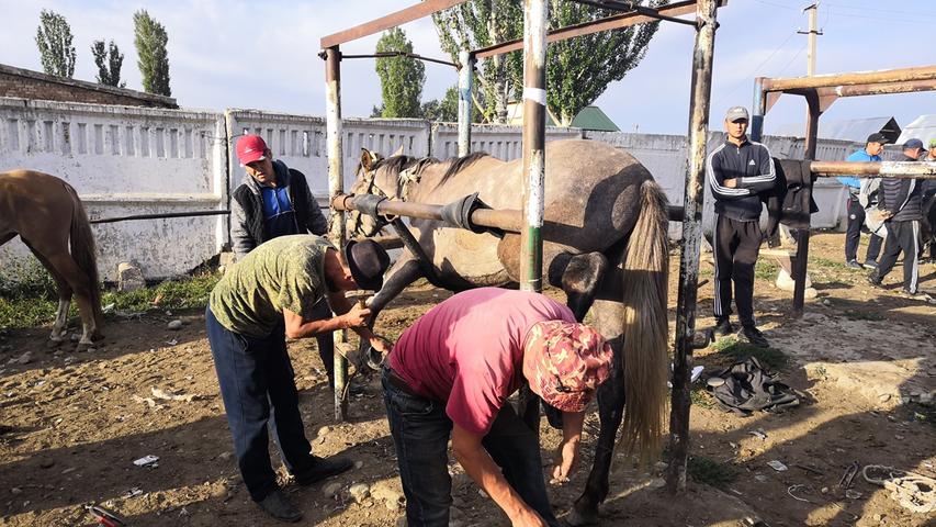 So werden auf einem kirgisischen Markt die Pferde beschlagen.