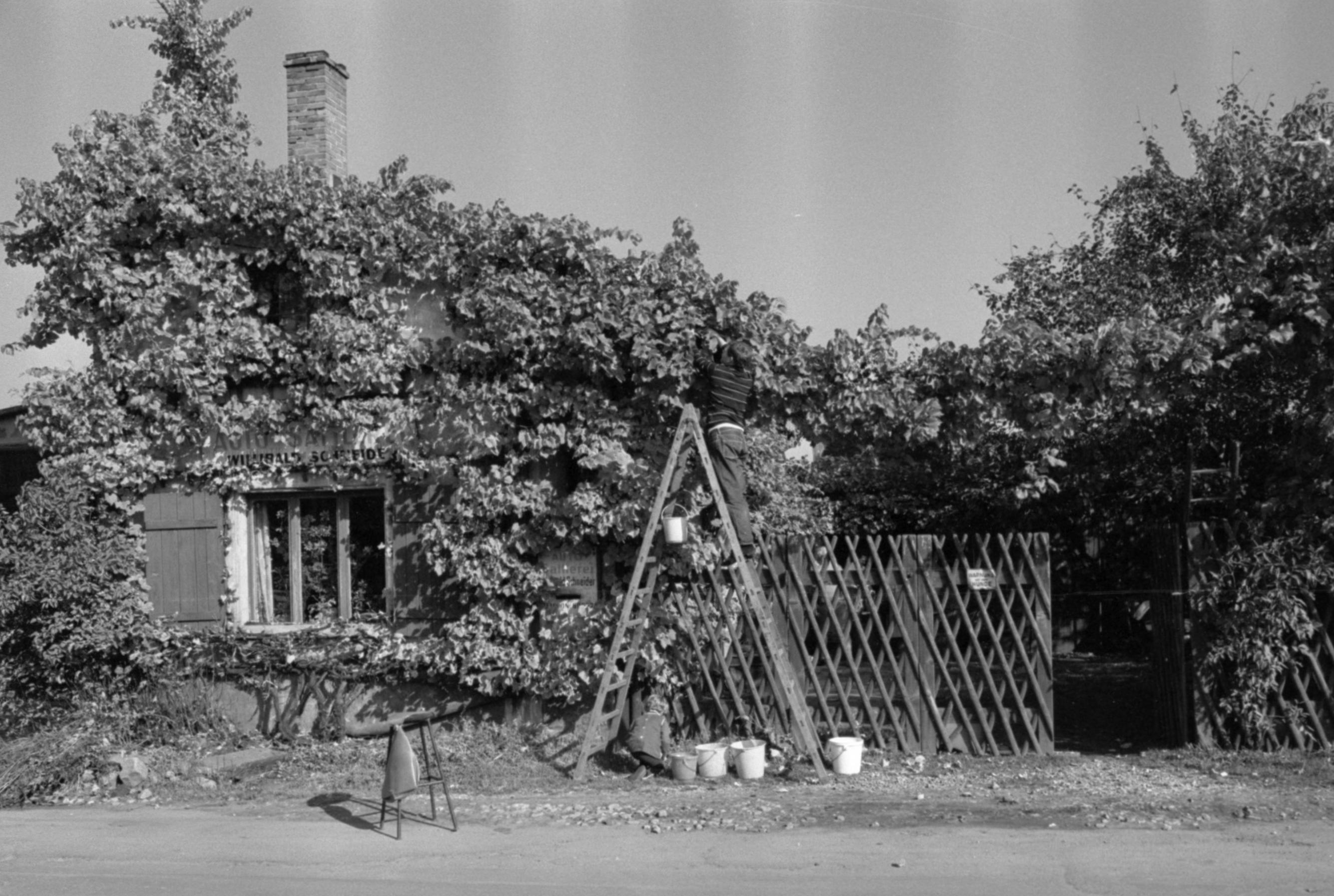 22. Oktober 1968: Wein vom Eigenheim 22. Oktober 1968: Wein vom Eigenheim