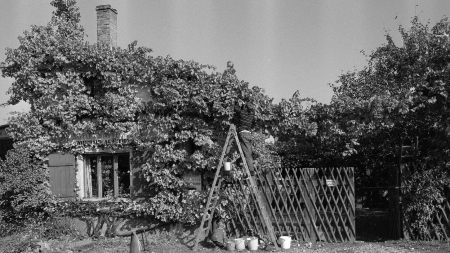 22. Oktober 1968: Wein vom Eigenheim