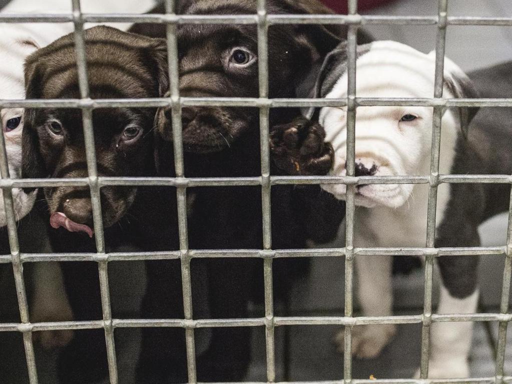 forchheim tierheim warnt vor hundekauf im internet forchheim nordbayern de