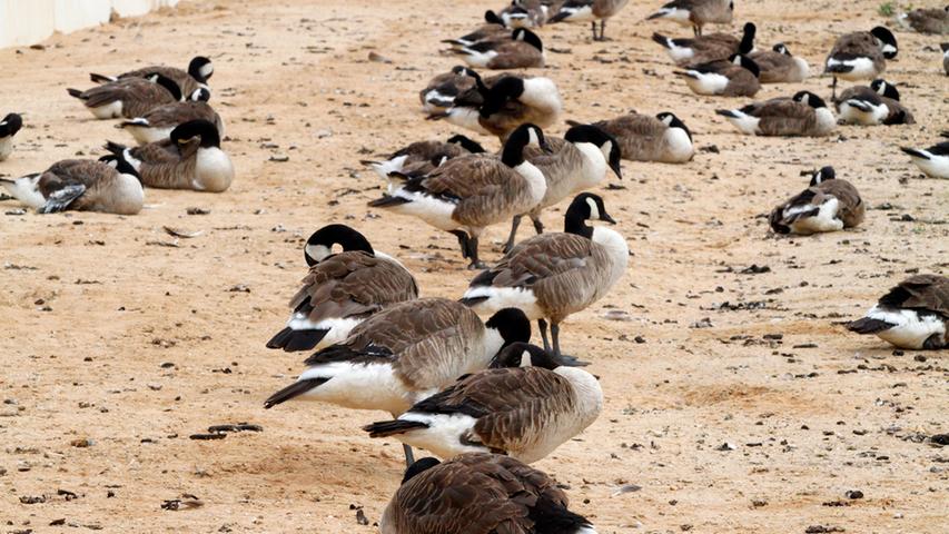Die Vögel versammeln sich an gut zu sichernden Stellen wie den Badestränden am Wöhrder See.