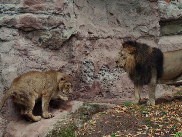 Die beiden Asiatischen Löwen, Kater Subali und Löwin Aarany, hatten sich bei ihrer ersten Begegnung zunächst angefaucht, dann aber schnell wieder beruhigt.