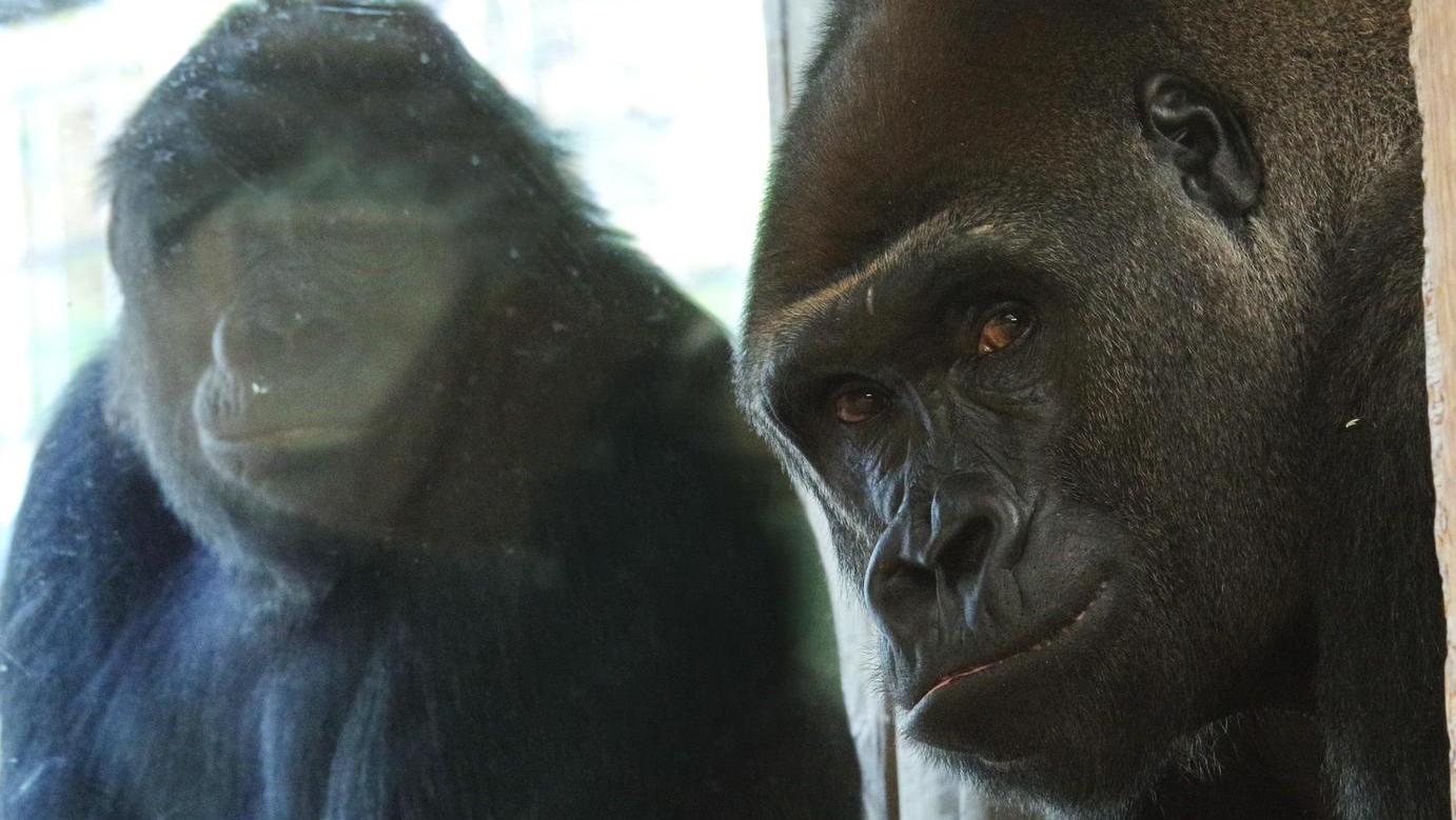 Neuer Gorilla Thomas: Tiergarten klärt Sex-Gerücht auf