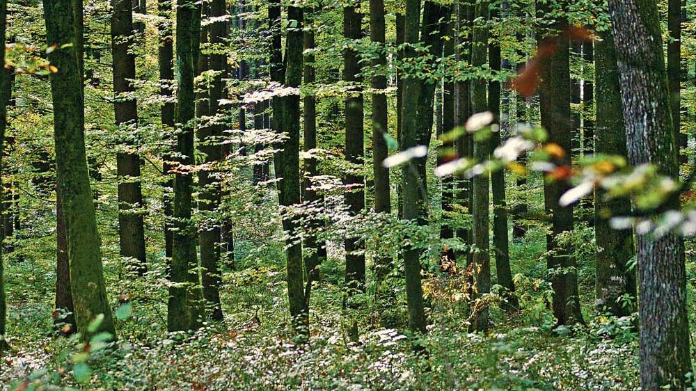Forstamt übernimmt die Jagd im Weißenburger Stadtwald