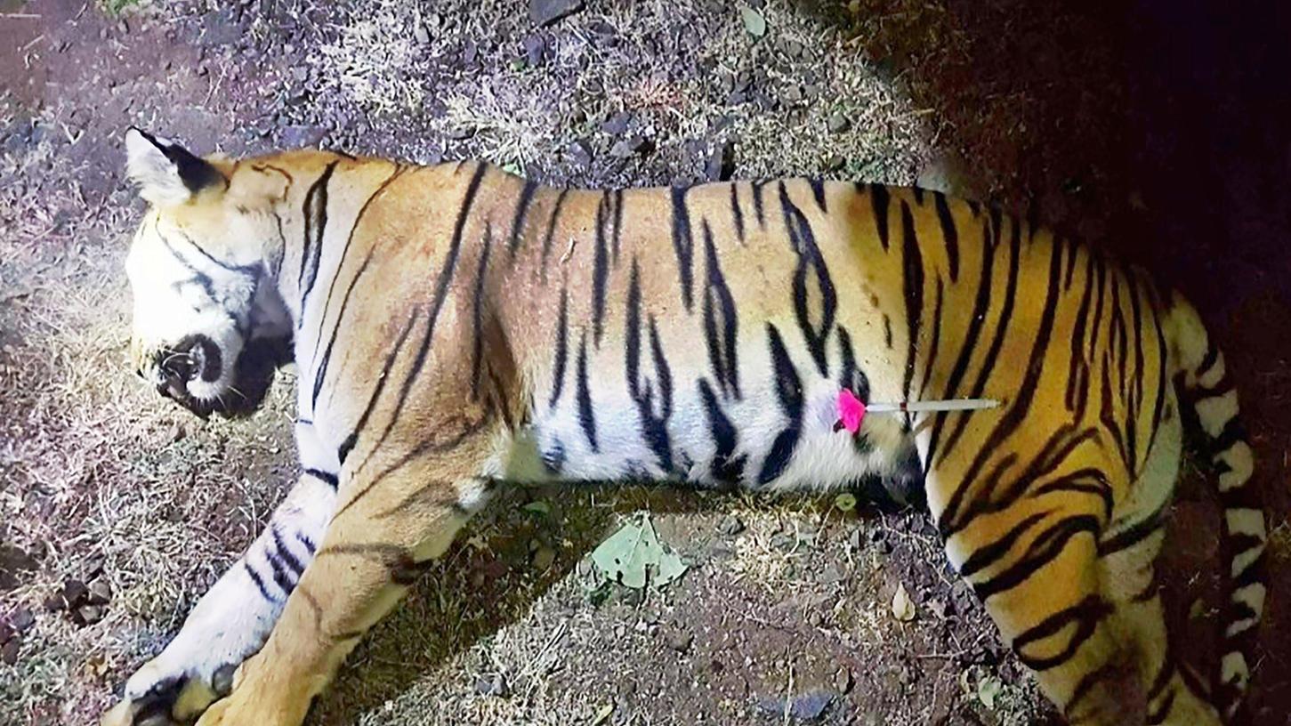 Tiger tötete 13 Inder - nun wurde 
