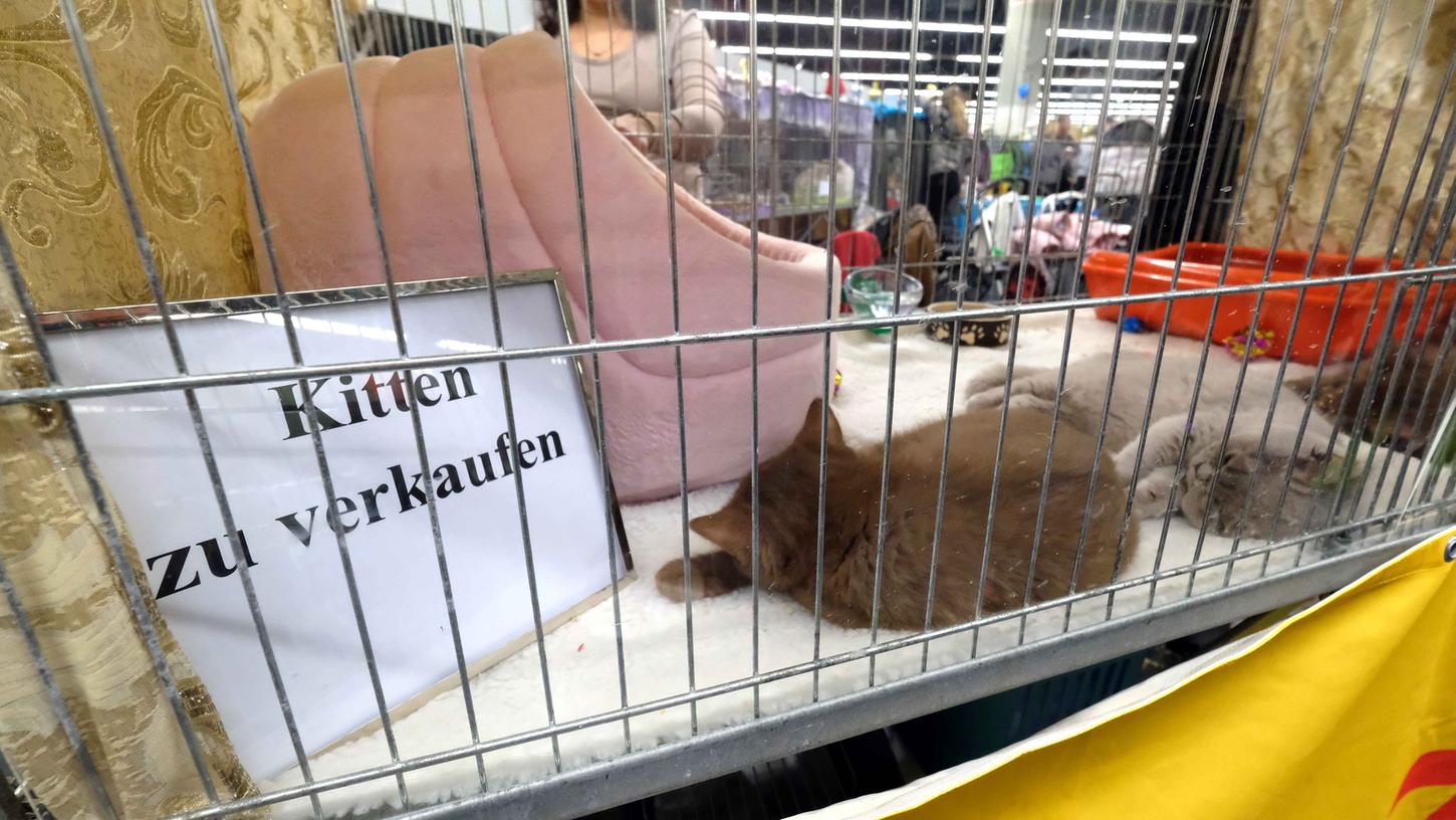 In der Ausstellung auf der Consumenta reiht sich Käfig an Käfig. Viele der Tiere dösen benebelt in ihren Boxen.