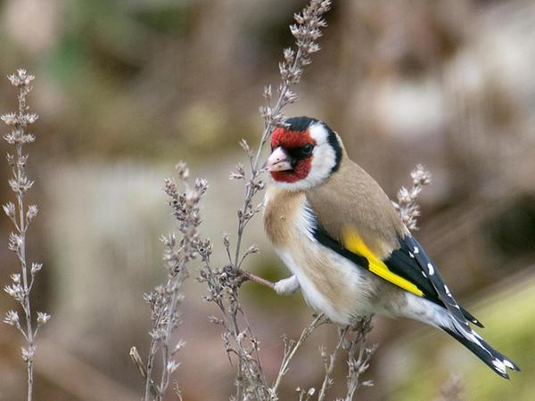 Der bunte Stieglitz (Distelfink) genießt wie viele Vogelarten, im winterlichen Garten noch Samen von Blühpflanzen zu finden.