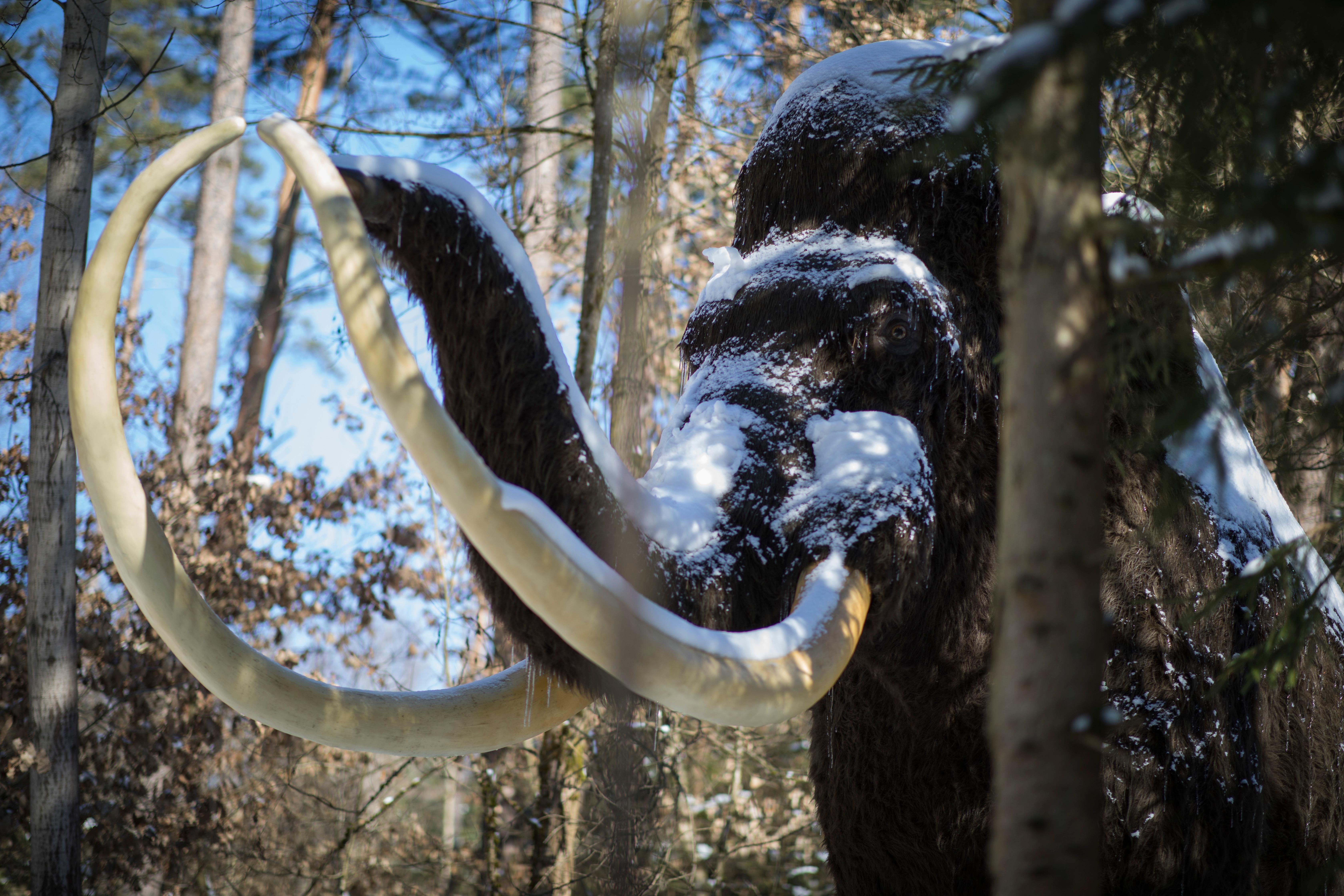Auch Dinosaurier wollen Weihnachten feiern