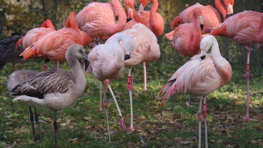 Zu erkennen sind die Jungtiere an ihrem grauen Gefieder: Der Nürnberger Tiergarten freute sich im November 2018 über Nachwuchs bei den Flamingos.  Es gab insgesamt gleich neun Jungvögel, acht Chilenische Flamingos und einen Roten Flamingo (auch Kubanischer Flamingo genannt). Flamingos können deutlich über 40 Jahre alt werden.