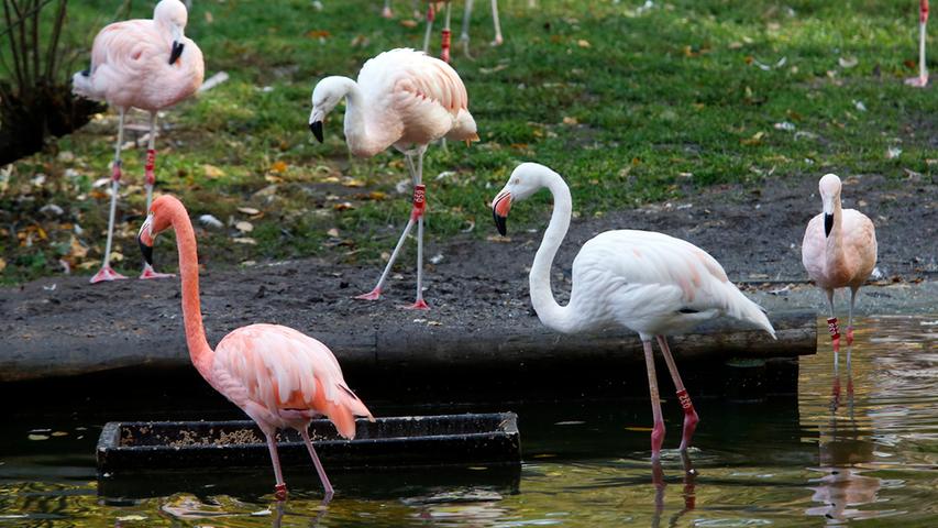 Bruterfolg: Flamingo-Küken erkunden Nürnberger Tiergarten
