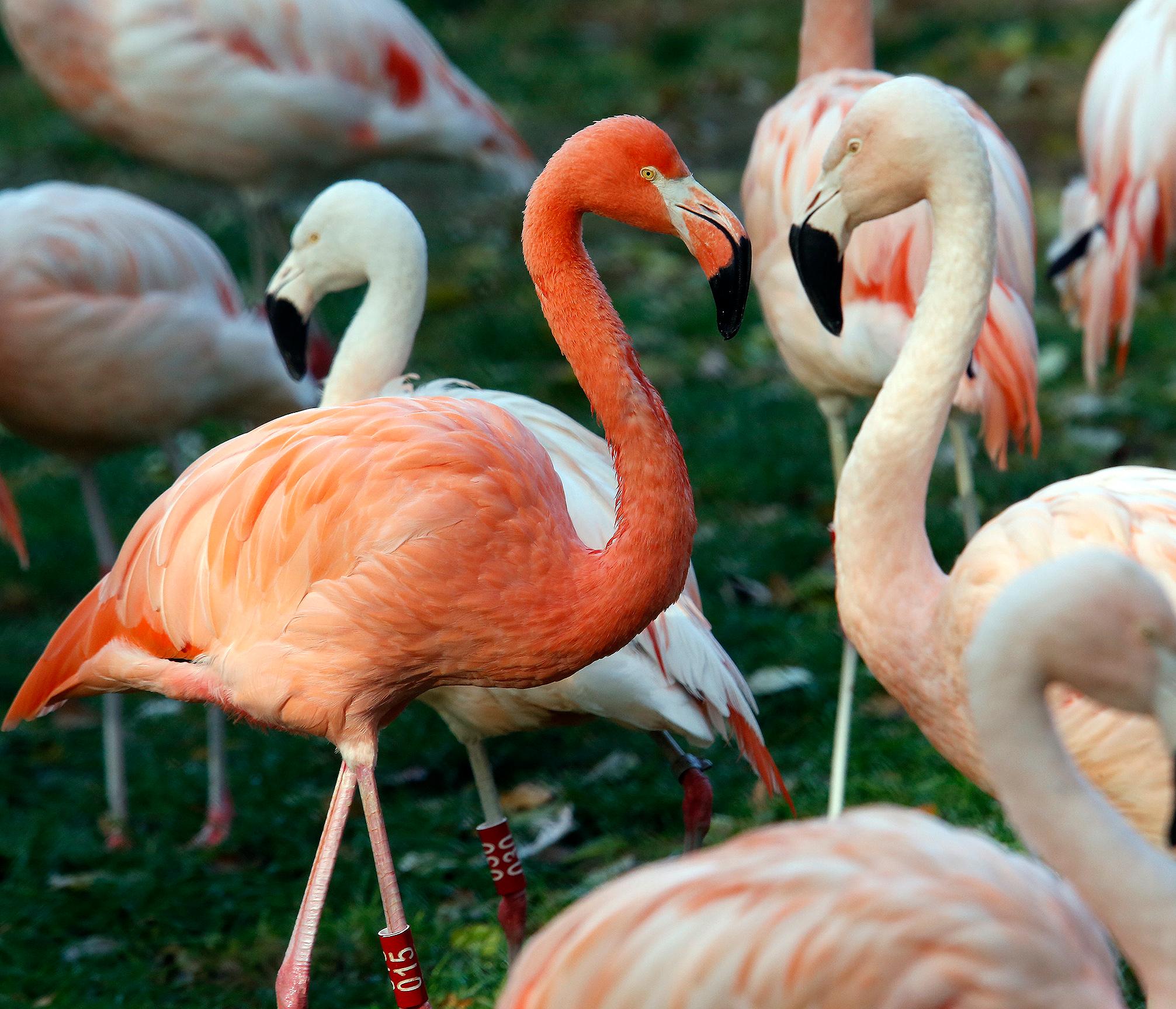 Der Nürnberger Tiergarten kostet im Jahr 13,9 Mio. Euro. Insgesamt sehen sich 1.135.515 Besucherinnen und Besucher jährlich die Tiere an. Pro Kopf beträgt der städtische Zuschuss 3,99 Euro.