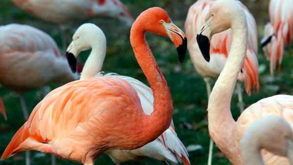 Der Nürnberger Tiergarten kostet im Jahr 13,9 Mio. Euro. Insgesamt sehen sich 1.135.515 Besucherinnen und Besucher jährlich die Tiere an. Pro Kopf beträgt der städtische Zuschuss 3,99 Euro.