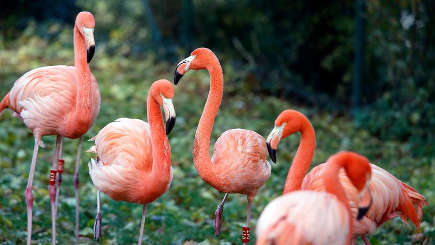 Bruterfolg: Flamingo-Küken erkunden Nürnberger Tiergarten