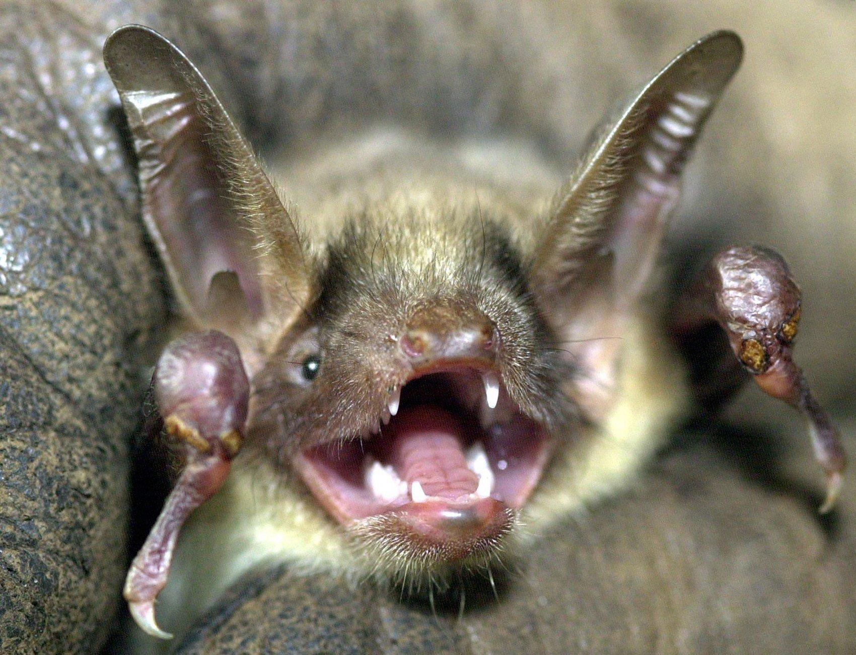 An der Münchner Autobahnumgehung A99 auf Höhe von Grasbrunn wurde eine alte ungenutzte Unterführung umgebaut, die nun vor allem für Wildtiere gedacht ist. Besonders Fledermäuse sollen zwischen dem Autobahnkreuz München-Ost und München-Süd hin und her pendeln können. Hätte man die Unterführung zurückgebaut, wären laut Steuerzahlerbund Mehrkosten in Höhe von drei Millionen Euro erspart geblieben. Nun bleibe nur zu hoffen, dass der 9 Meter hohe und 60 Meter lange Tunnel von den Tieren gut genutzt werde.