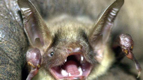 An der Münchner Autobahnumgehung A99 auf Höhe von Grasbrunn wurde eine alte ungenutzte Unterführung umgebaut, die nun vor allem für Wildtiere gedacht ist. Besonders Fledermäuse sollen zwischen dem Autobahnkreuz München-Ost und München-Süd hin und her pendeln können. Hätte man die Unterführung zurückgebaut, wären laut Steuerzahlerbund Mehrkosten in Höhe von drei Millionen Euro erspart geblieben. Nun bleibe nur zu hoffen, dass der 9 Meter hohe und 60 Meter lange Tunnel von den Tieren gut genutzt werde.