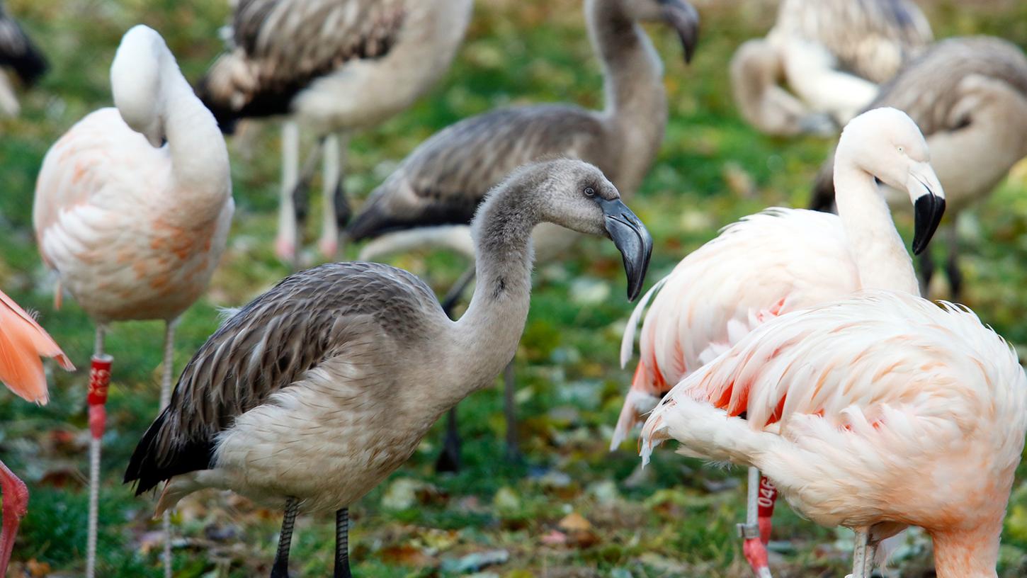 Neun junge Flamingos stolzieren durchs Gehege