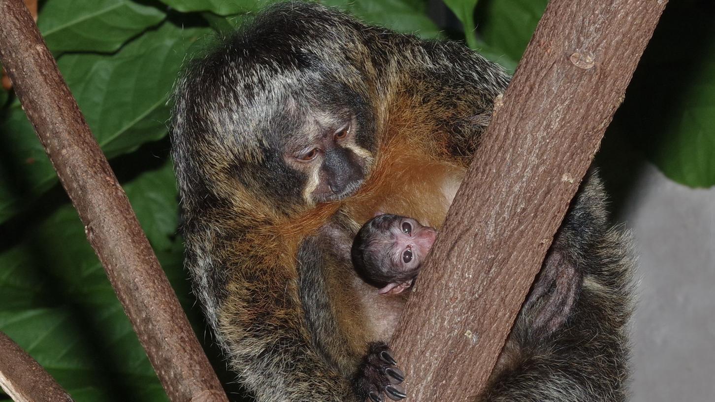 Affenstarker Nachwuchs im Tiergarten: Weißgesichtssaki