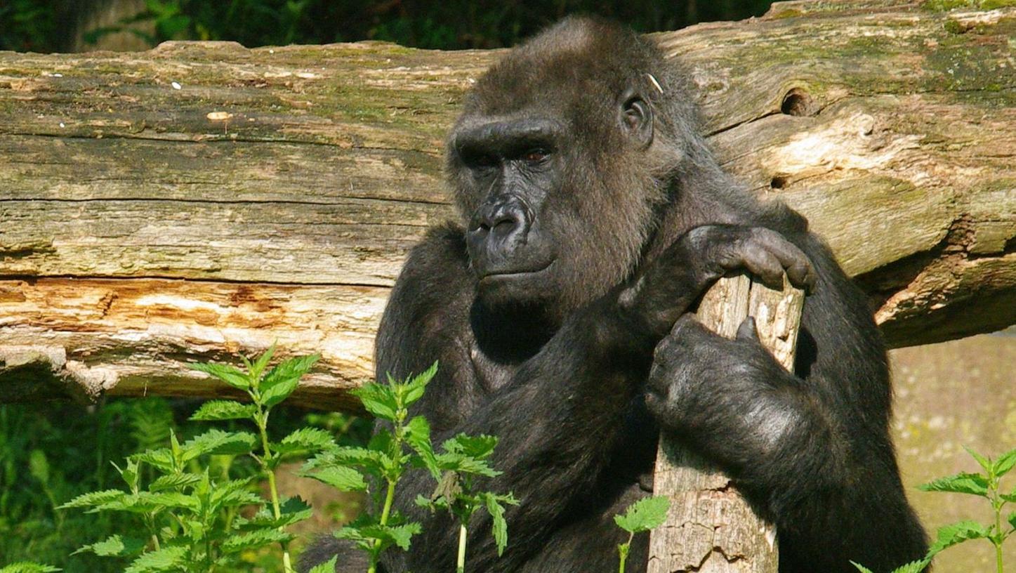 Nürnberger Tiergarten trauert um Gorilladame Bianca