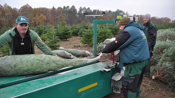 ...auf die Schneisen zwischen den Reihen gezogen und eingenetzt werden. Bis zu 3000 Stück schafft die Maschine pro Tag – Fließbandarbeit mitten im Wald. Hinter den Einpackern ist bereits der nächste Trupp im Anmarsch.