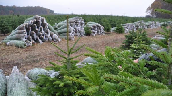 Auch 2020 läuft die Produktion der Weihnachtsbäume in Tausenden weiter. Händler Michael Beßler glaubt trotz Pandemie an ein gutes Geschäft.