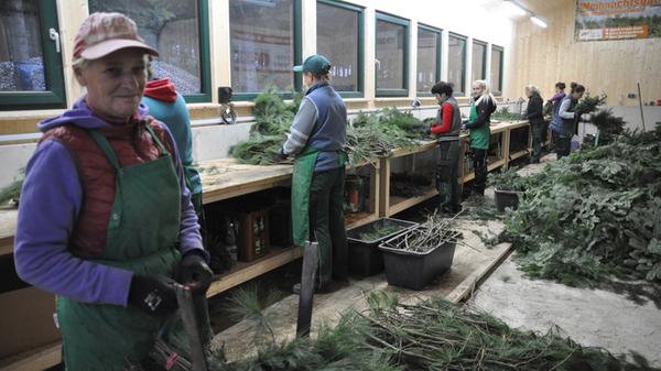 Neben Weihnachtsbäumen verkauft der Wachenrother Betrieb auch Tannenzweige. Dafür werden extra große Bäume angepflanzt, die dann "geerntet" werden. Mehrere hunderttausend Stück werden jede Saison verkauft. Die Wedel sind besonders als Deko, aber auch als Schutz für Pflanzen im Garten oder auf dem Friedhof beliebt.
