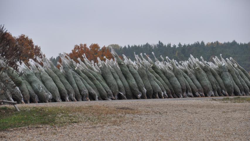 Denn aktuell herrscht Hochbetrieb beim Weihnachtsbaumhandel Rippel und Beßler in Wachenroth, wöchentlich kommen neue Saisonhelfer dazu. In wenigen Tagen holen sie die Ernte eines ganzen Jahres ein. 150 000 Bäume werden gefällt, damit die Menschen in Geschäften, Rathäusern, Marktplätzen und ihren Wohnzimmern wissen, dass bald Weihnachten ist. Für eine besinnliche Zeit zu sorgen, ist ganz schön stressig. Rund 100 Mitarbeiter, vor allem Saisonhelfer aus Rumänien, sind täglich ab 7 Uhr im Einsatz. Bereits Mitte Juli werden die schönsten Bäume ausgesucht und markiert, im November fährt ein Arbeiter mit einer großen Baumfäll-Maschine durch die Reihen und sägt die Auserwählten ab.