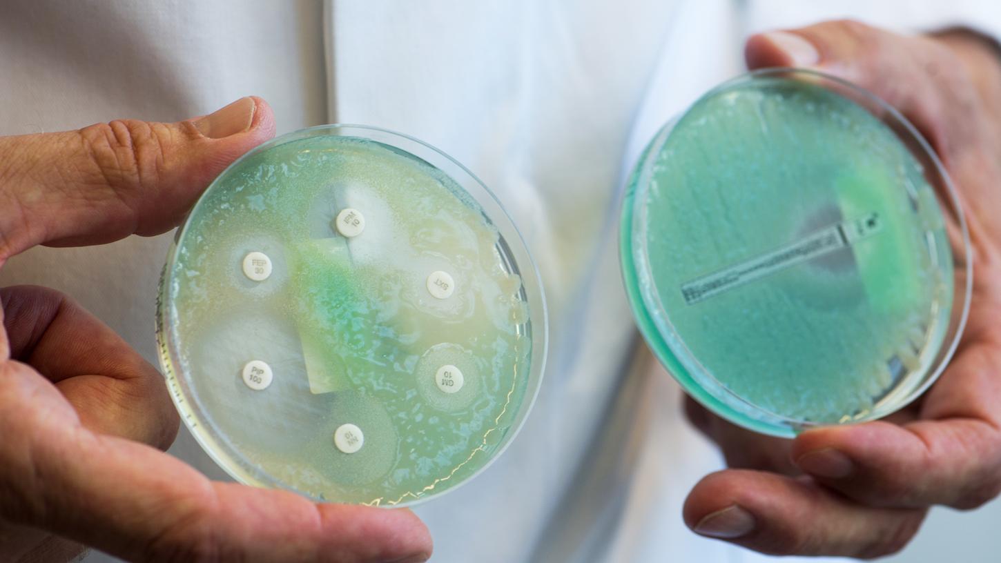 Petrischalen weisen sogenannte Krankenhauskeime auf, die Mehrfachresistenzen gegenüber Antibiotika aufweisen.