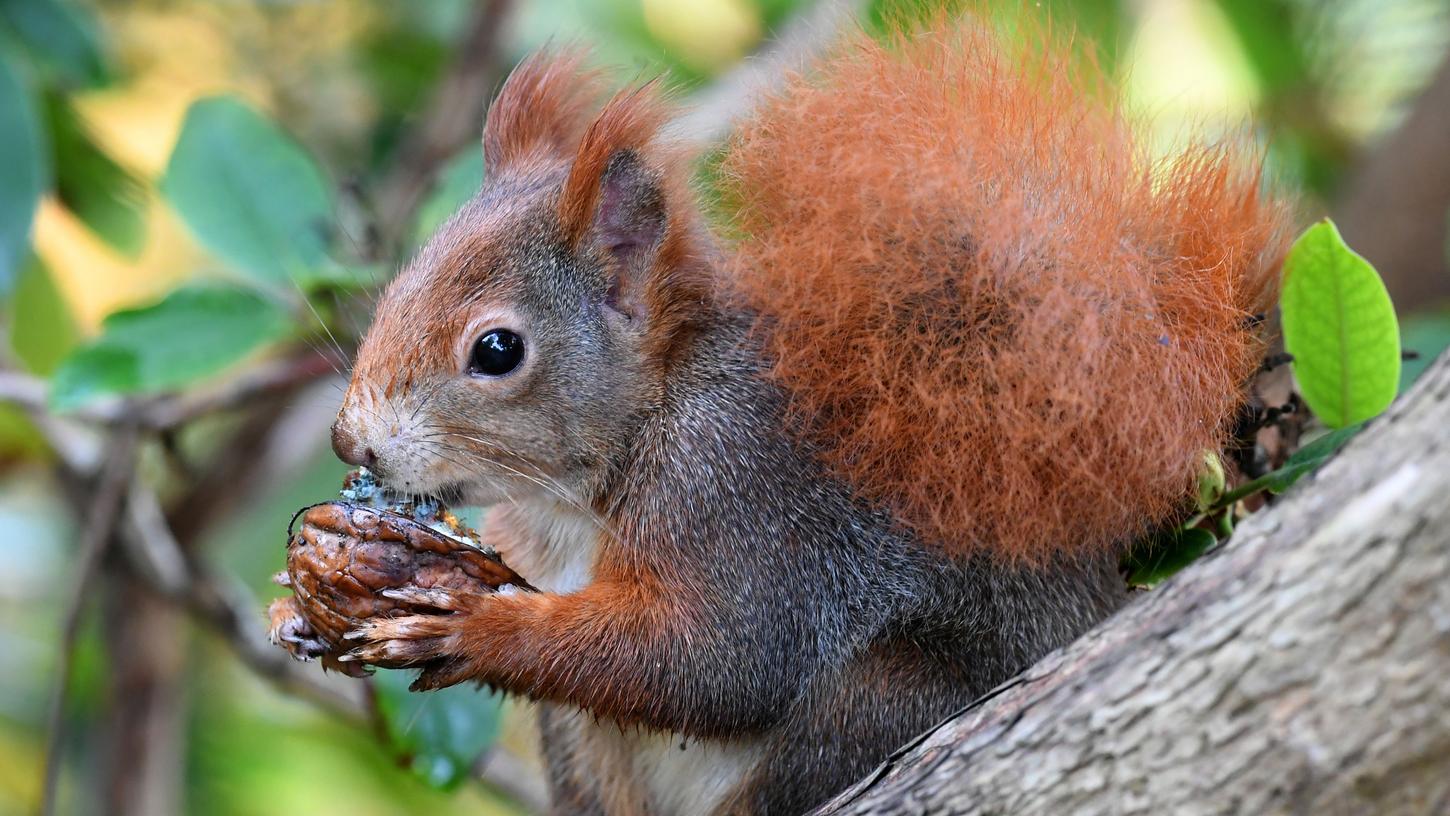 Oberpfalz: Totalschaden nach Ausweichmanöver wegen Eichhörnchen