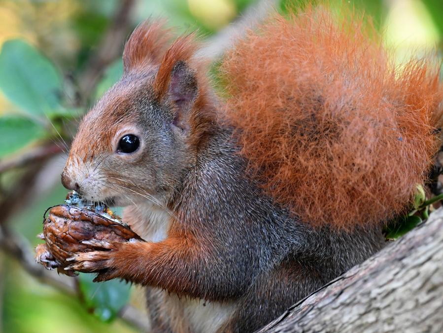 Oberpfalz Totalschaden Nach Ausweichmanover Wegen Eichhornchen