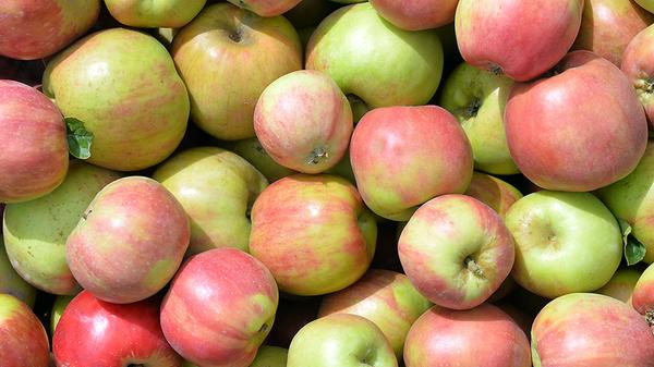 Unangefochtener Spitzenreiter in Bayern ist natürlich der Apfelanbau. Äpfel wuchsen im Jahr 2019 auf 1207 Hektar. 34.837,4 Tonnen konnten insgesamt geerntet werden, die weitaus meisten davon in Schwaben, wo auf 550 Äpfel wuchsen, gefolgt von Unterfranken (349 Hektar) und Oberfranken (94 Hektar). Mittelfranken kam immerhin noch auf 73 Hektar.