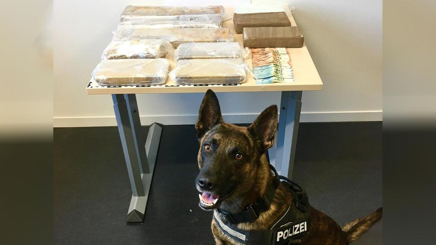 Polizeihund Corax präsentiert den Fund: Knapp 13 Kilogram Kokain konnten auf der A3 bei Aschaffenburg sicher gestellt werden.