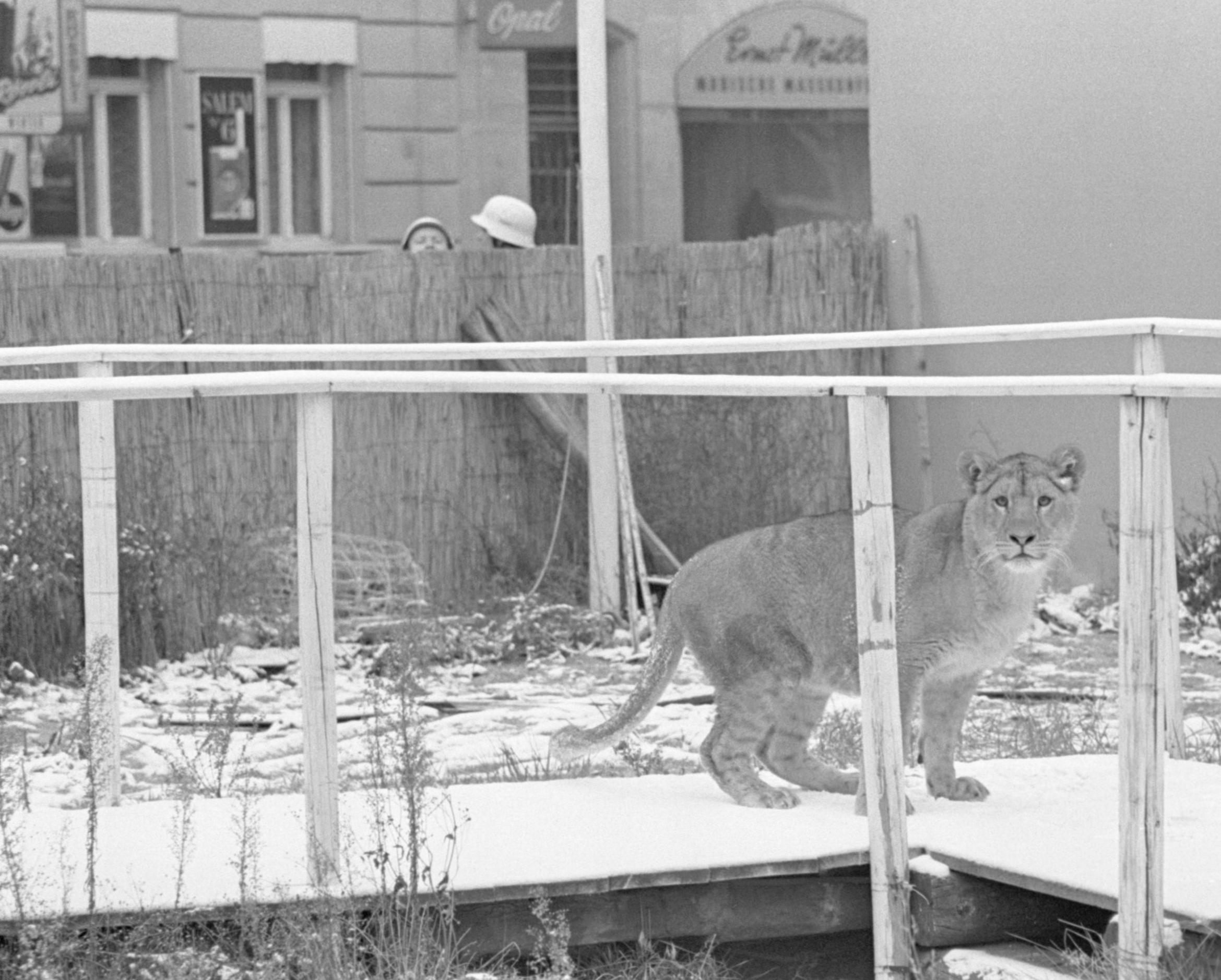 18. November 1968: Löwin bricht aus und läuft durch die Stadt 18. November 1968: Löwin bricht aus und läuft durch die Stadt