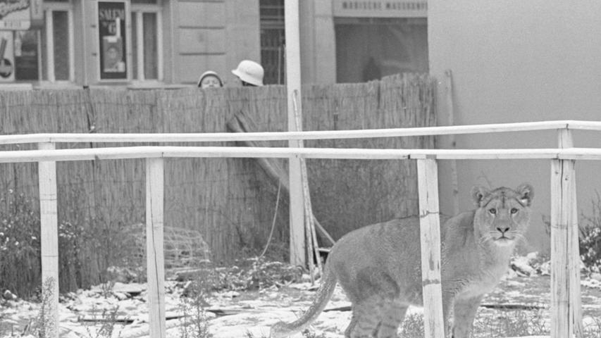 Jeden Augenblick zum Sprung bereit: die Löwin „Sylvia“ läuft frei auf dem Grundstück in der Allersberger Straße herum, das nur notdürftig von einem Schilfmattenzaun abgesichert ist.
Hier geht es zum Kalenderblatt vom 18. November 1968: Löwe bricht aus und läuft durch die Stadt 