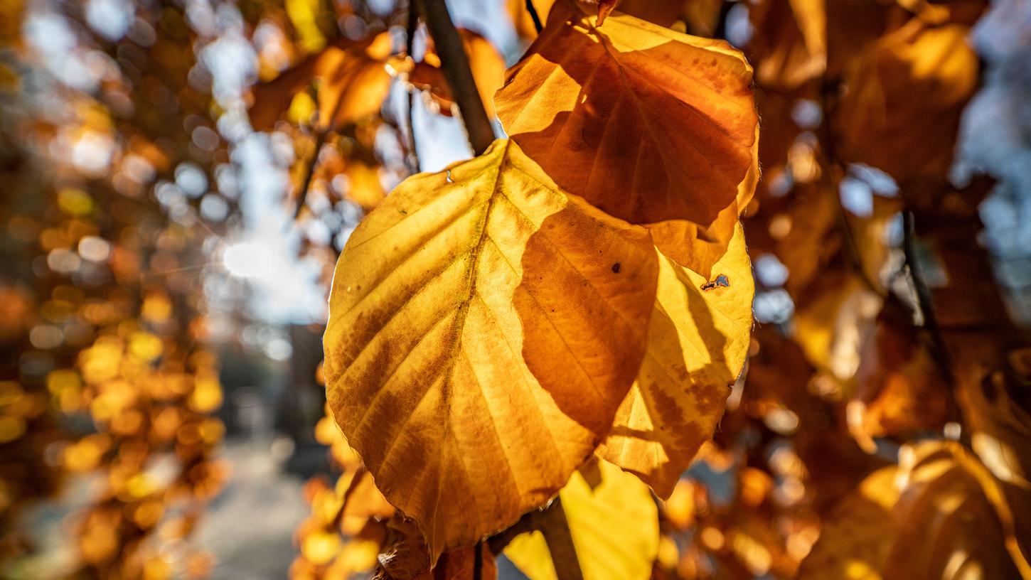Der Herbst ist da. Die Blätter färben sich bunt und kulinarische Genüsse locken auf den Rother Marktplatz.