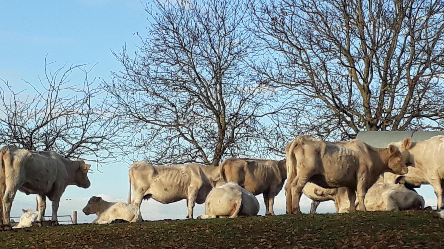 Abgemagerte Rinder sorgen bei Erlangen für Aufregung