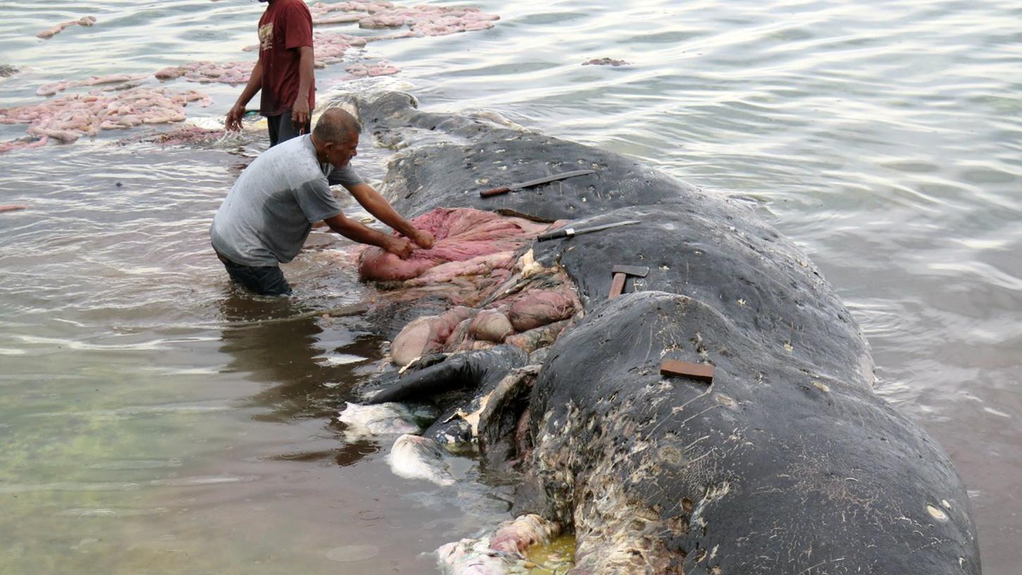 Vor der indonesischen Insel Sulawesi hatten Fischer einen toten Wal mit fast sechs Kilo Plastik im Magen entdeckt.
