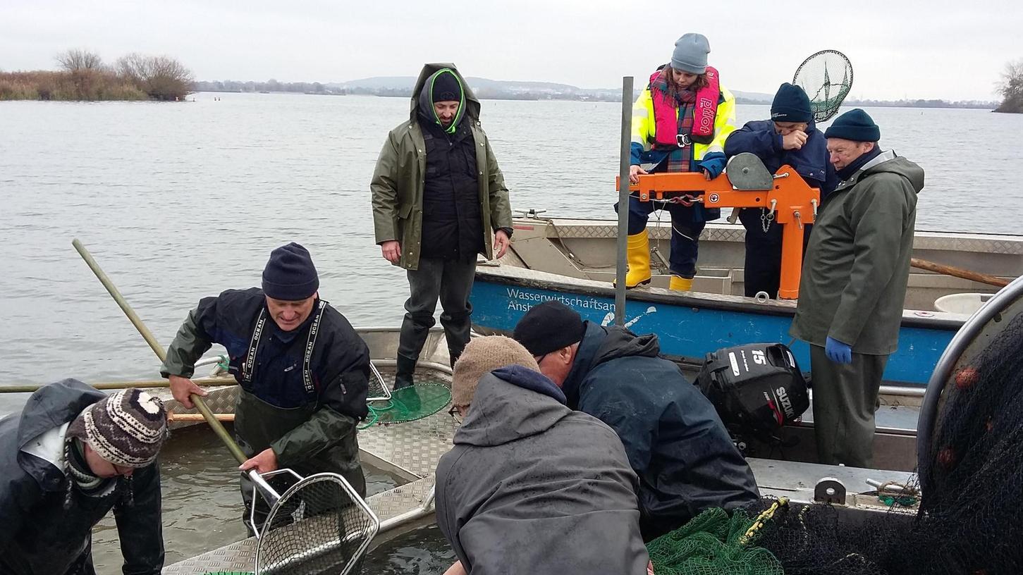 Altmühlsee: Über fünf Tonnen Weißfische im Netz