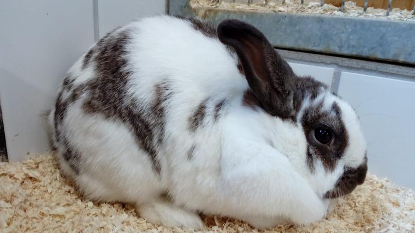 "Shae" ist ein weibliches Zwergkaninchen, geboren ca. 2017. Shae's Grundfarbe ist weiß, die Ohren sind mokkafarben, ebenso die Flecken um ihre Augen und der Nase. Am Körper hat sie ebenfalls einige Tupfen, die teilweise etwas heller sind. Shae kam mit anderen Kaninchen zusammen ins Tierheim. Ihre bisherigen Besitzer hatten zu viele Kaninchen und keine Zeit mehr, sich um sie zu kümmern. Sie ist noch nicht lange bei uns im Tierheim und noch ziemlich verunsichert wegen der ungewohnten Situation. Sie hatte in letzter Zeit einiges an Stress zu bewältigen und hat das noch nicht ganz verdaut. Aber sie ist jung und aufgeschlossen, und in ihr steckt ein freundliches, fröhliches Kaninchen - das alles merkt man ihr deutlich an. In ihrem neuen Zuhause, bei lieben Menschen und einem netten Kaninchenpartner, wird sie ihre Sorgen ganz schnell vergessen und aufblühen. Sie möchte gern jeden Tag mit ihrem Freund durch die Wohnung hoppeln und sich von ihm die Öhrchen schlecken lassen. Weitere Informationen erhalten Sie während der Vermittlungszeiten von Donnerstag bis einschließlich Sonntag von 14 – 16.30 Uhr, unter der Telefonnummer 09128/916494 oder auf der Homepage des Tierheims Feucht. "Shae" ist ein weibliches Zwergkaninchen, geboren ca. 2017. Shae's Grundfarbe ist weiß, die Ohren sind mokkafarben, ebenso die Flecken um ihre Augen und der Nase. Am Körper hat sie ebenfalls einige Tupfen, die teilweise etwas heller sind. Shae kam mit anderen Kaninchen zusammen ins Tierheim. Ihre bisherigen Besitzer hatten zu viele Kaninchen und keine Zeit mehr, sich um sie zu kümmern. Sie ist noch nicht lange bei uns im Tierheim und noch ziemlich verunsichert wegen der ungewohnten Situation. Sie hatte in letzter Zeit einiges an Stress zu bewältigen und hat das noch nicht ganz verdaut. Aber sie ist jung und aufgeschlossen, und in ihr steckt ein freundliches, fröhliches Kaninchen - das alles merkt man ihr deutlich an. In ihrem neuen Zuhause, bei lieben Menschen und einem netten Kaninchenpartner, wird sie ihre Sorgen ganz schnell vergessen und aufblühen. Sie möchte gern jeden Tag mit ihrem Freund durch die Wohnung hoppeln und sich von ihm die Öhrchen schlecken lassen. Weitere Informationen erhalten Sie während der Vermittlungszeiten von Donnerstag bis einschließlich Sonntag von 14 – 16.30 Uhr, unter der Telefonnummer 09128/916494 oder auf der Homepage des Tierheims Feucht.