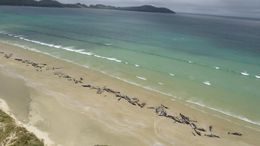 Vor der Spitze der neuseeländischen Südinsel sind etliche Langflossen-Grindwale gestrandet. Neun der Meeressäuger konnten nicht mehr gerettet werden.