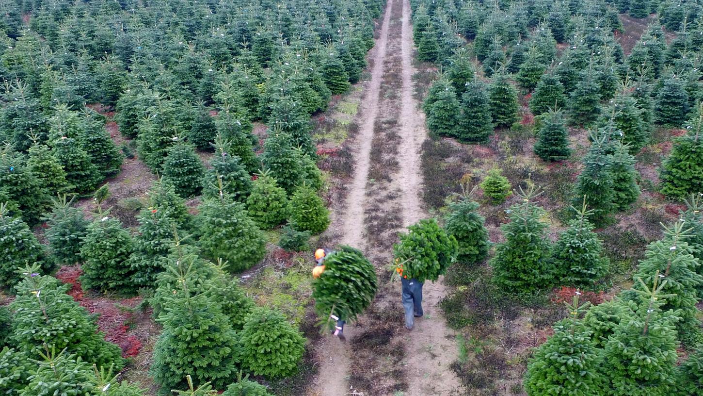 Weihnachtsbäume kaufen - das geht auch umweltbewusst: Einfach für einen Baum entscheiden, der in der Region gewachsen ist und vielleicht sogar noch mit einem Bio-Siegel versehen ist.