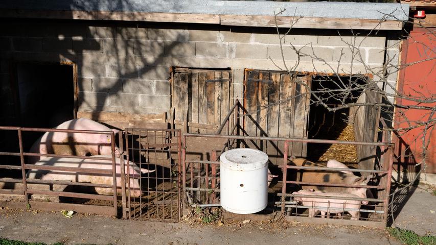 Die Schweine haben ihren Platz vor dem Eingang zum Ethno-Dorf Selo. Es ist eine Art Freilandmuseum:  Bad Windsheim auf Serbo-Kroatisch.