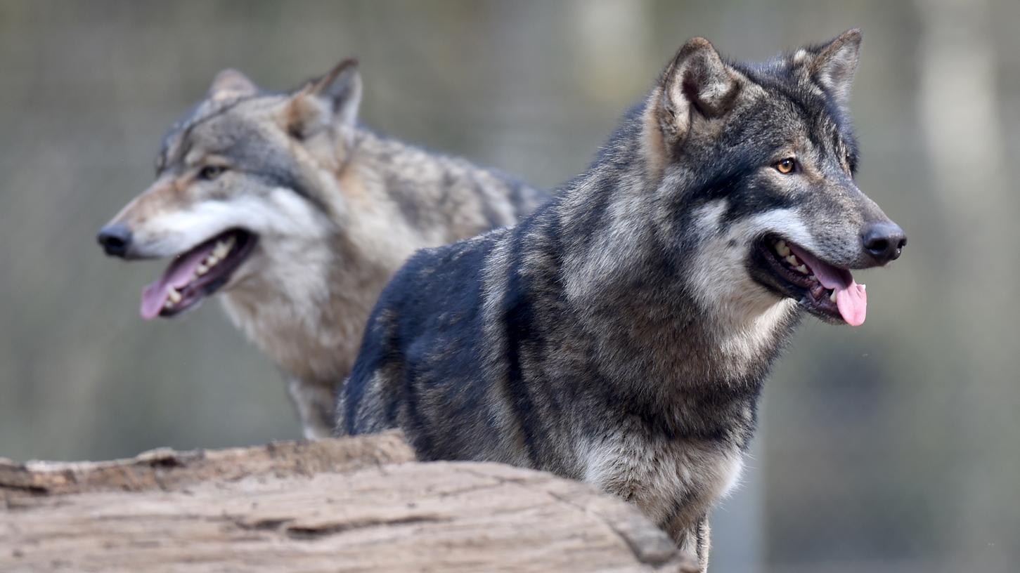 Im Landkreis Bad Kissingen sind vor kurzem zwei Wölfe gesichtet worden (Symbolbild).