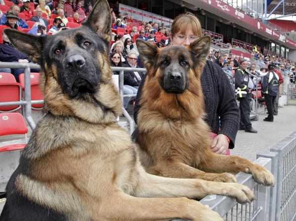 Im September stellten anerkannte Züchter fast 1600 Deutsche Schäferhunde beim "Weltchampionat" im Max-Morlock-Stadion vor.