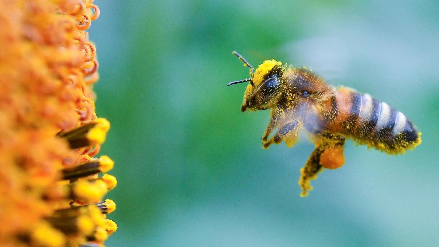 Breites Bündnis will neue Gesetze für den Bienenschutz